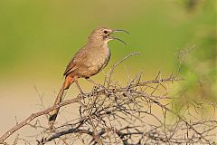 California Thrasher